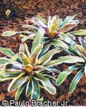 Neoregelia carcharodon ´Rafael´