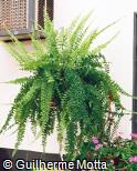 Nephrolepis exaltata