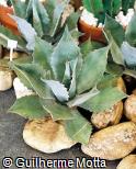 Agave parryi