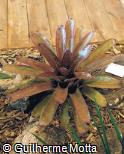 Aechmea hybridum ´Fireball´