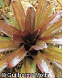 Aechmea hybridum ´Fireball´
