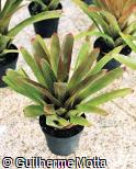 Neoregelia crispata
