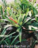 Aechmea maculata