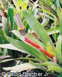 Aechmea maculata