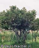 Ocotea elegans