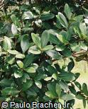 Ocotea elegans