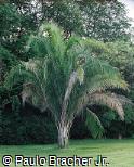 Parajubaea torallyi