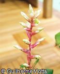 Vriesea hybridum ´Katrien´