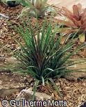 Vriesea plurifolia