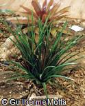 Vriesea plurifolia