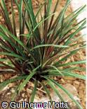 Vriesea plurifolia
