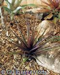 Vriesea flammea