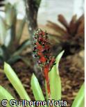 Aechmea hybridum ´Blue Max´