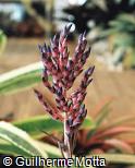 Aechmea hybridum ´Compacta´ variegata