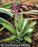 Aechmea hybridum ´Compacta´ variegata