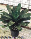 Vriesea gigantea var. seideliana