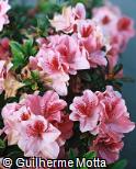 Rhododendron simsii ´Gloria´