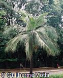 Dictyosperma album