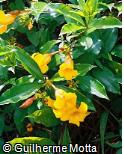 Allamanda polyantha