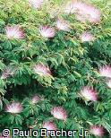 Calliandra brevipes