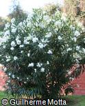 Nerium oleander ´Album´