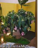 Medinilla magnifica