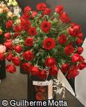 Rosa x grandiflora ´Carola´