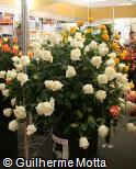 Rosa x grandiflora ´Boeing´