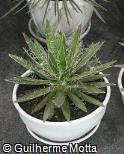Agave schidigera
