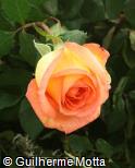 Rosa x grandiflora ´Michelle´