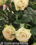 Rosa x grandiflora ´Green fashion´