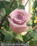Rosa x grandiflora ´Avant garde´