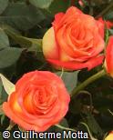 Rosa x grandiflora ´Utopia´