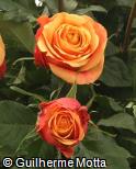 Rosa x grandiflora ´Cherry brandy´