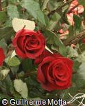 Rosa x grandiflora ´Caballero´