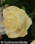 Rosa x grandiflora ´Polar star´