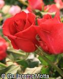 Rosa x grandiflora ´Hot lady´