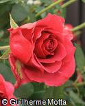 Rosa x grandiflora ´Milano´