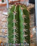 Pachycereus pecten-aboriginum