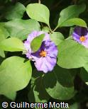 Solanum rantonnetii
