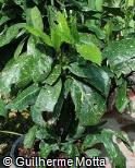 Aucuba japonica
