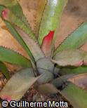 Neoregelia pernambucana