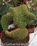 Opuntia microdasys ´Cristata´