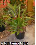 Nidularium procerum