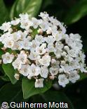 Viburnum tinus
