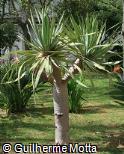 Dracaena draco