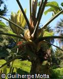Tetrapanax papyrifer