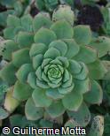 Aeonium haworthii