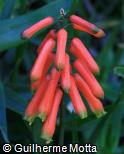 Aloe ciliaris