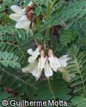 Astragalus lusitanicus